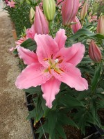 [5261 Benson No02.JPG]